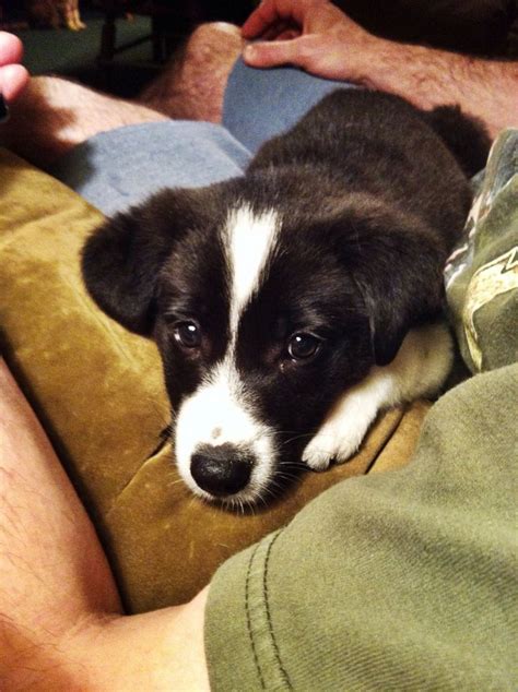 Devoted and Hard-Working A Two-Way Street: <strong>Border Collie Puppies</strong> for <strong>Sale</strong>. . Border collie lab mix puppies for sale near missouri